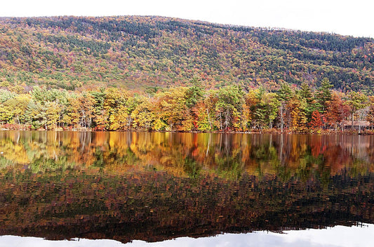 Maple trees contribute to the beautiful Fall Foliage in Vermont's Lake Dunmore area.